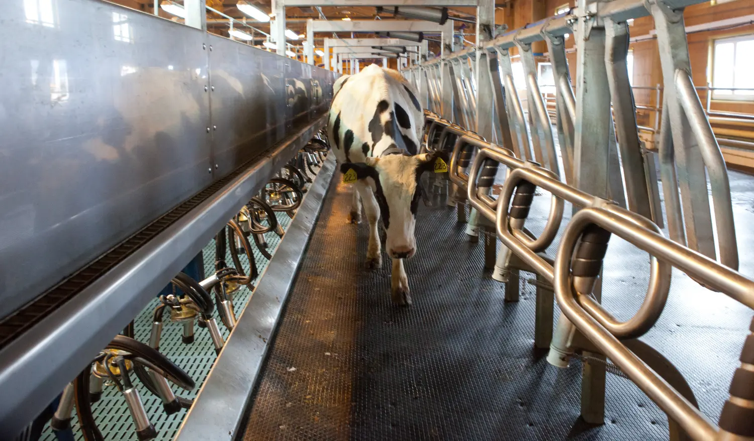Tierschutz durch Großtierpraxis