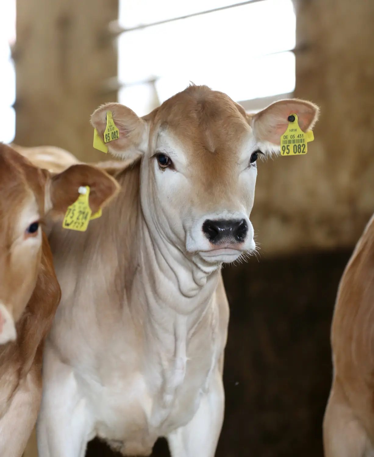 Tierschutz durch Großtierpraxis