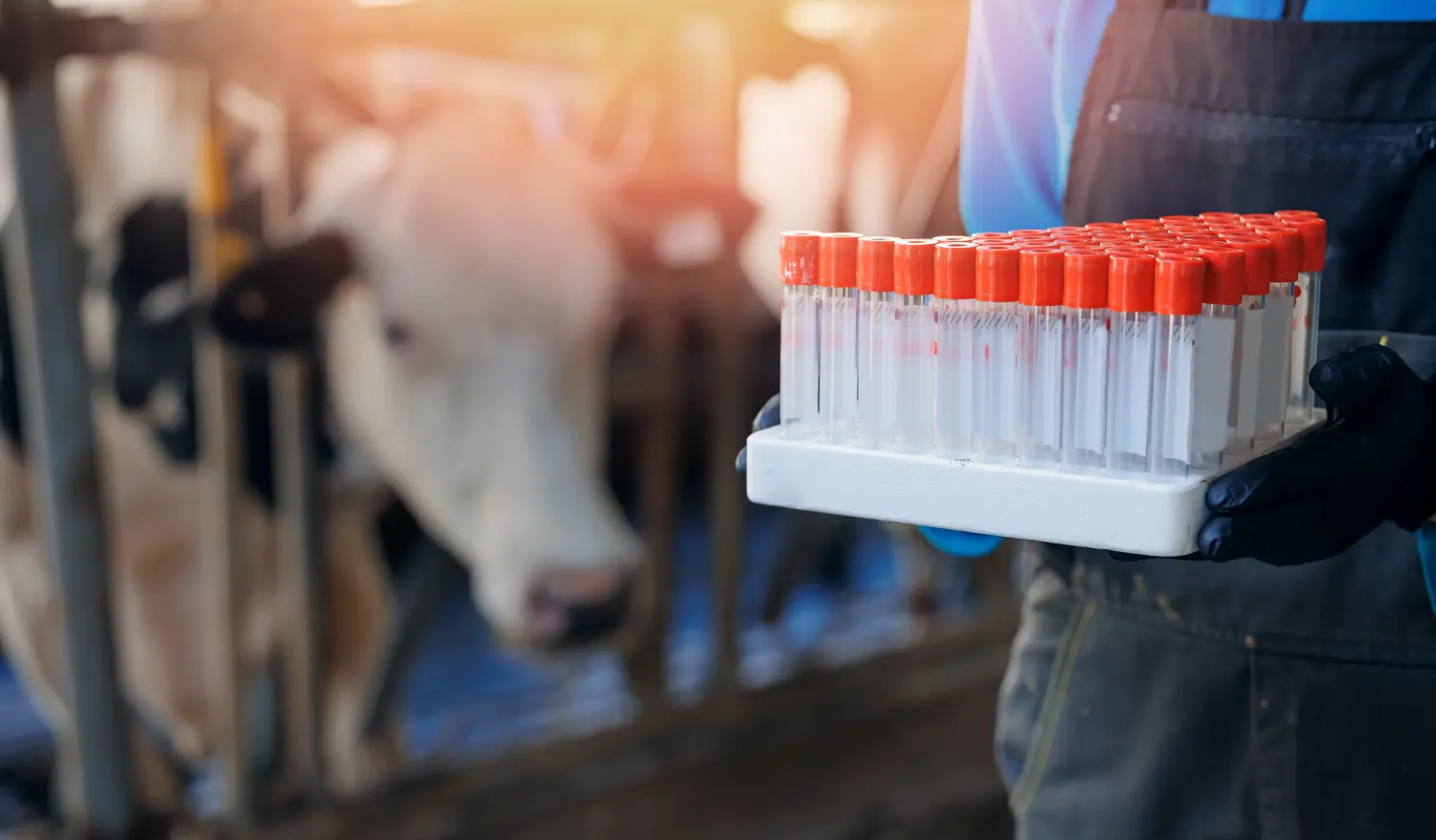 Impfung für Tiere durch Grosstierpraxis