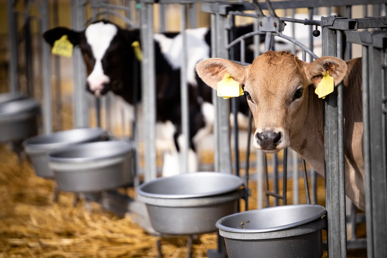 Tierschutz durch Großtierpraxis