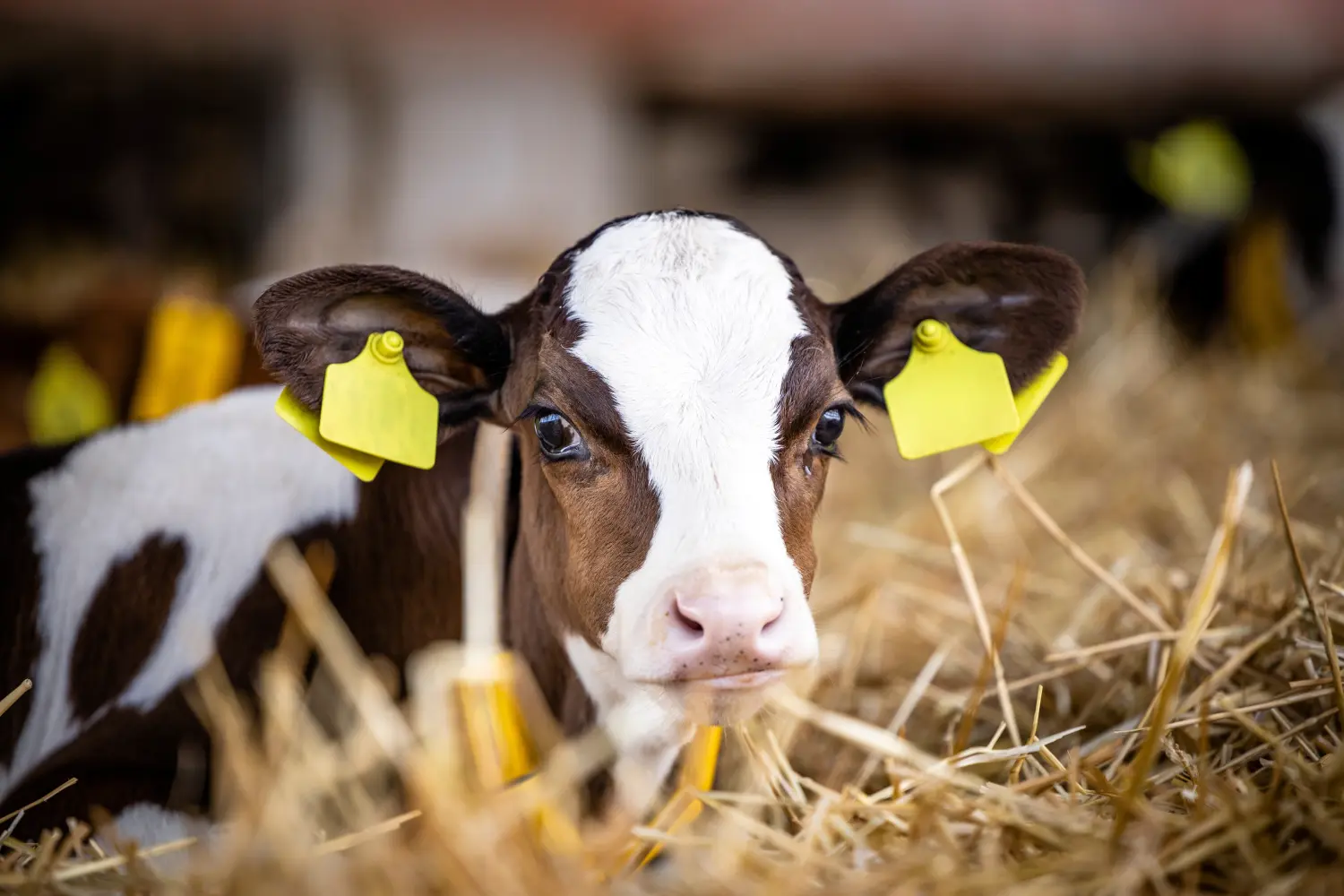 Tierschutz durch Großtierpraxis
